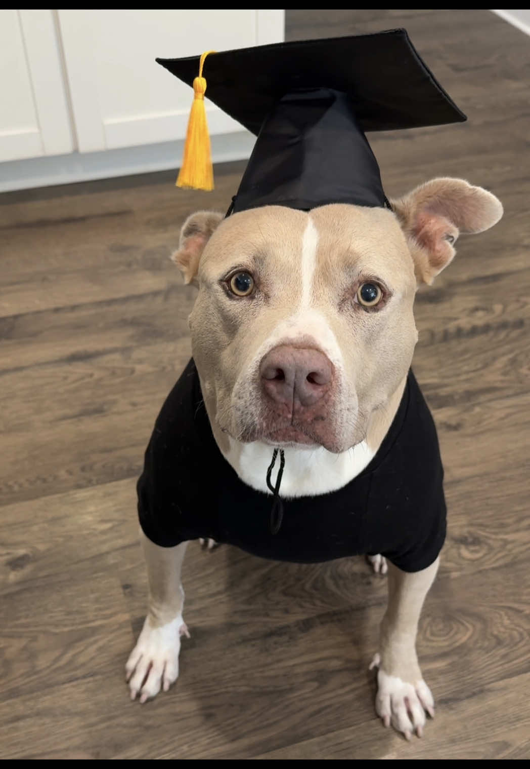Which one will she earn? #dogs #dogvideos 
