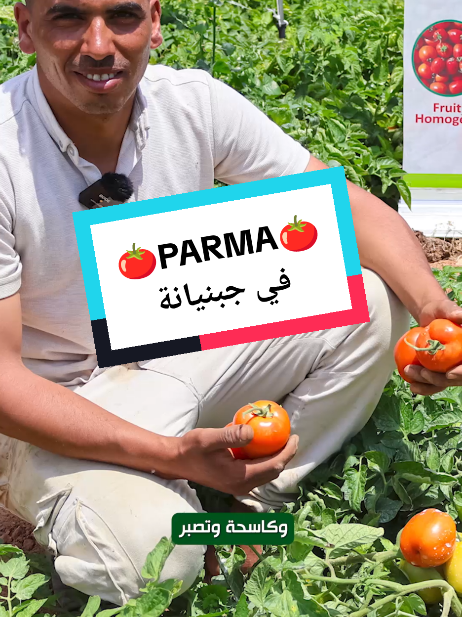 هذا فلاّحنا شنوة قالي مع أول تجربة   ليه مع طماطم الحقول المكشوفة  🍅PARMA🍅 #espacevert #tunisia🇹🇳 #agriculture #tomate #seeds