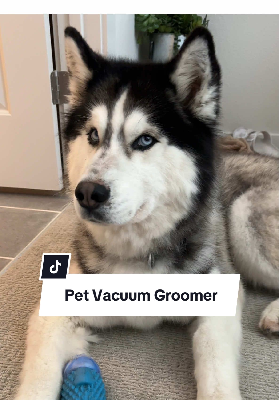 I will never post anything that I don’t love. Zeusy Pooks sheds like crazy so this kit has come in handy. It’s so easy to use, I’m so glad I have this now 😍🩵 #groomingkit #groom #pet #dogtok #husky #vacuum #petvacuum #creatorsearchinsights 