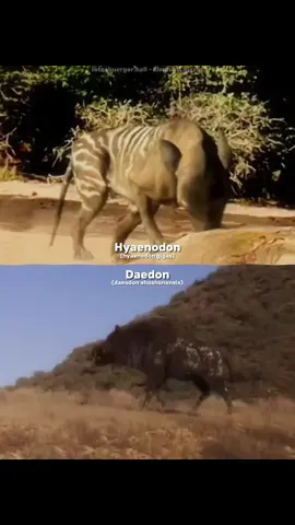 Daeodon vs Hyaenodon #daeodon #hyaenodon #debates #animal #daeodonvshyaenodon 