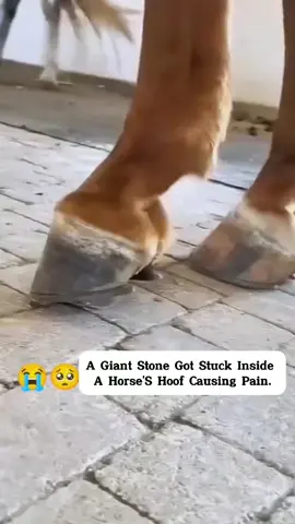 #farrier #farrieroftiktok #hoof #hoofcare #farrierlife #horse #hoofhorse #satisfying #animal #asmr 