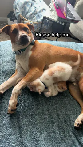 Maverick trying to nap while the kittens have zoomies is impossible 😂#fostercats #kitten #dog #liloandstitch 