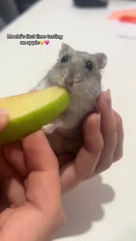 That damn smirk😭🥹#fy #fyp #hammy #dwarf #dwarf #hamster #funny #apple 💗🐹