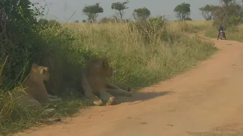 Unusual road block. Murchison Falls National Park Uganda.  Big 5 safari