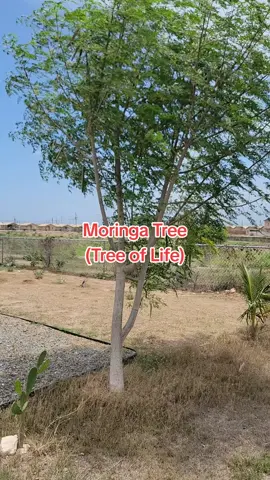 1 year ago, I planted this Tree of Life — now look at it! Every day, I eat the leaves and pods for natural energy, healing, and strength. #TreeOfLife #MoringaMagic  #MoringaBenefits  #PlantPower  #NatureHeals  #HolisticLiving  #SuperfoodSecrets  #ViralGreens  #HealthFromTheEarth  #GrowYourOwn  #1YearTransformation  #TikTokGarden  #HerbalLife  #WellnessVibes  #JamaicanGarden 