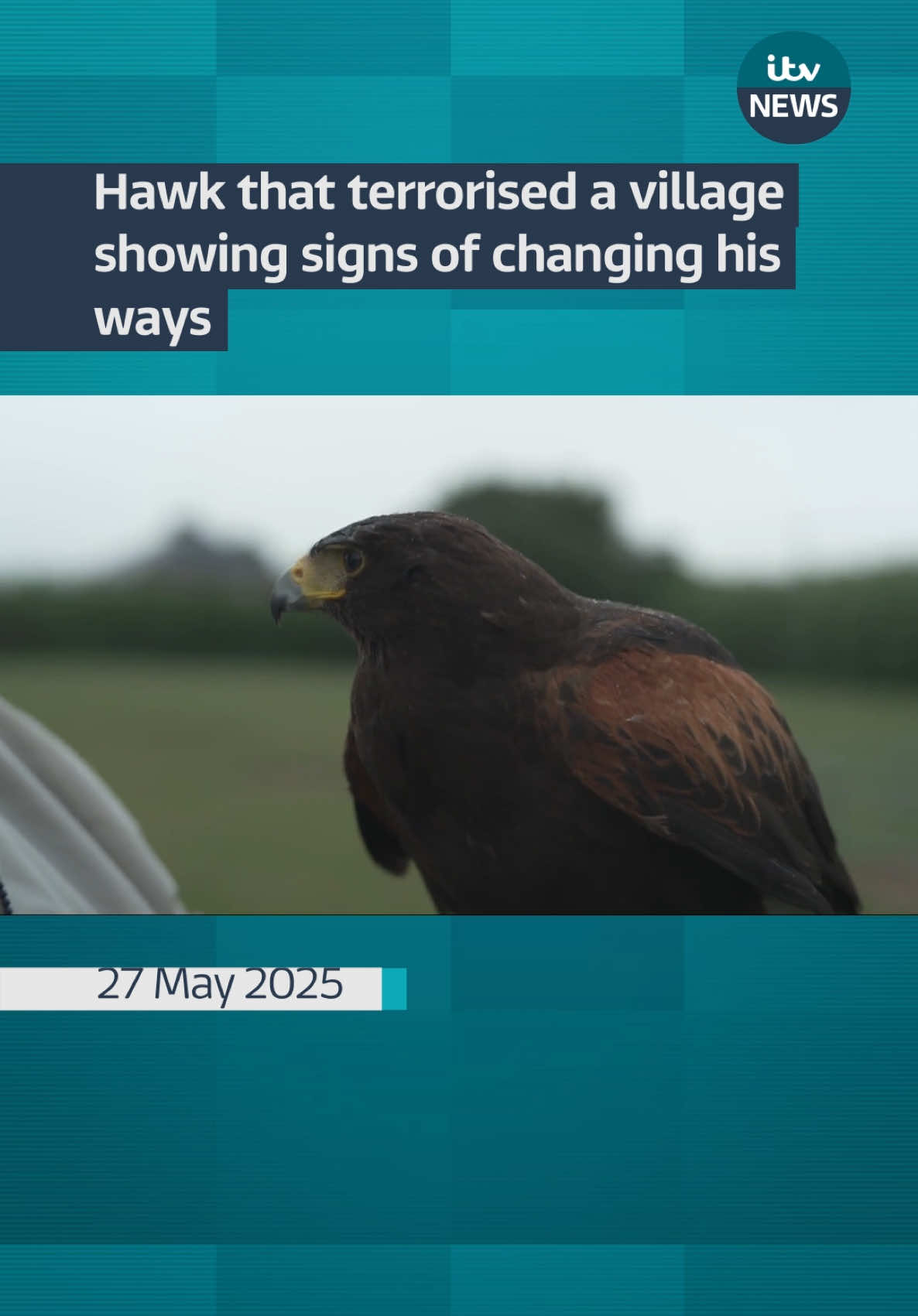 Some residents of Flamstead in Hertfordshire had resorted to wearing helmets to protect themselves from the swooping bird.  But now, after being captured and undergoing a rehabilitation programme, ‘Bomber’ is now showing signs of improvement. #itvnews 