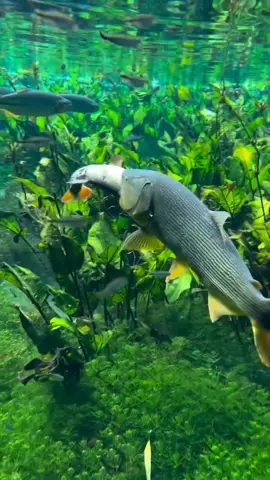 Olha que registro sensacional que aconteceu na natureza feito pelo @wesley_roberto_oficial Nesse vídeo vemos um dourado predando uma piraputanga. Os dourados nadam juntos das piraputangas porém quando a fome bate u #alienfishtank