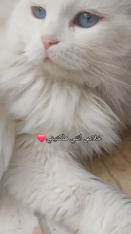 خلاص انتي ملكتيني ❤️ #catsoftiktok #cats #catlover #meow #قطط_كيوت #قطط_صغيرة 