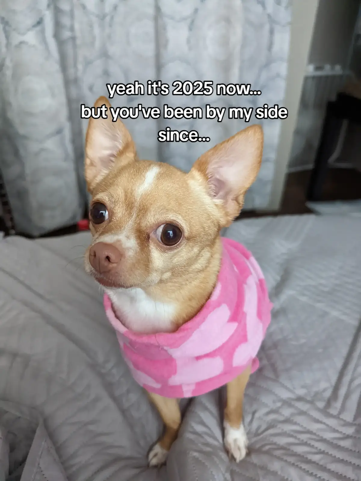 inspired by : @coco__by__coco  #dogtok #dogsoftiktok #foryou #foryoupage #chihuahuastiktok #chihuahuasoftiktok #viral #xyzbca 