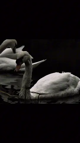 #swan#whiteswan#swanlake#fyp