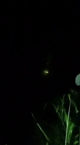 #fypppp# ada penampakan se ekor buaya di sungai cenaku desa kampung baru,tolong hati-hati.