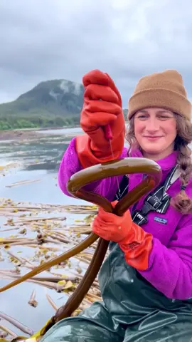 Sharing the flavors of Alaska one jar at a time. Keeping our little Juneau-based factory busy is a dream come true. Thank you! #alaska #fyp #juneaualaska #viral #asmr #foryoupage 