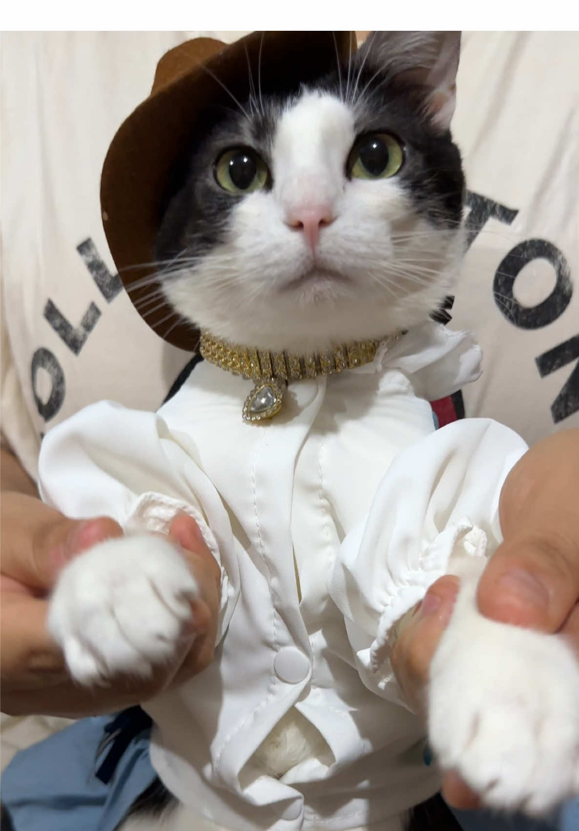 ¿Qué tal bailo?🙀 #catsoftiktok #gatosdetiktok #catdance 