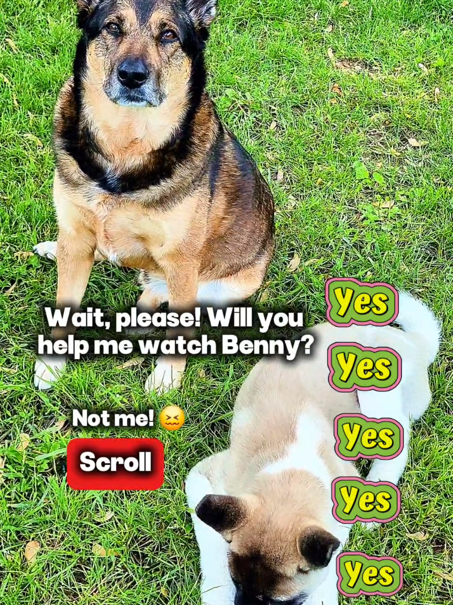 Charlie Otis needs some help #doglover #cutedog #charlieotis #fyf 