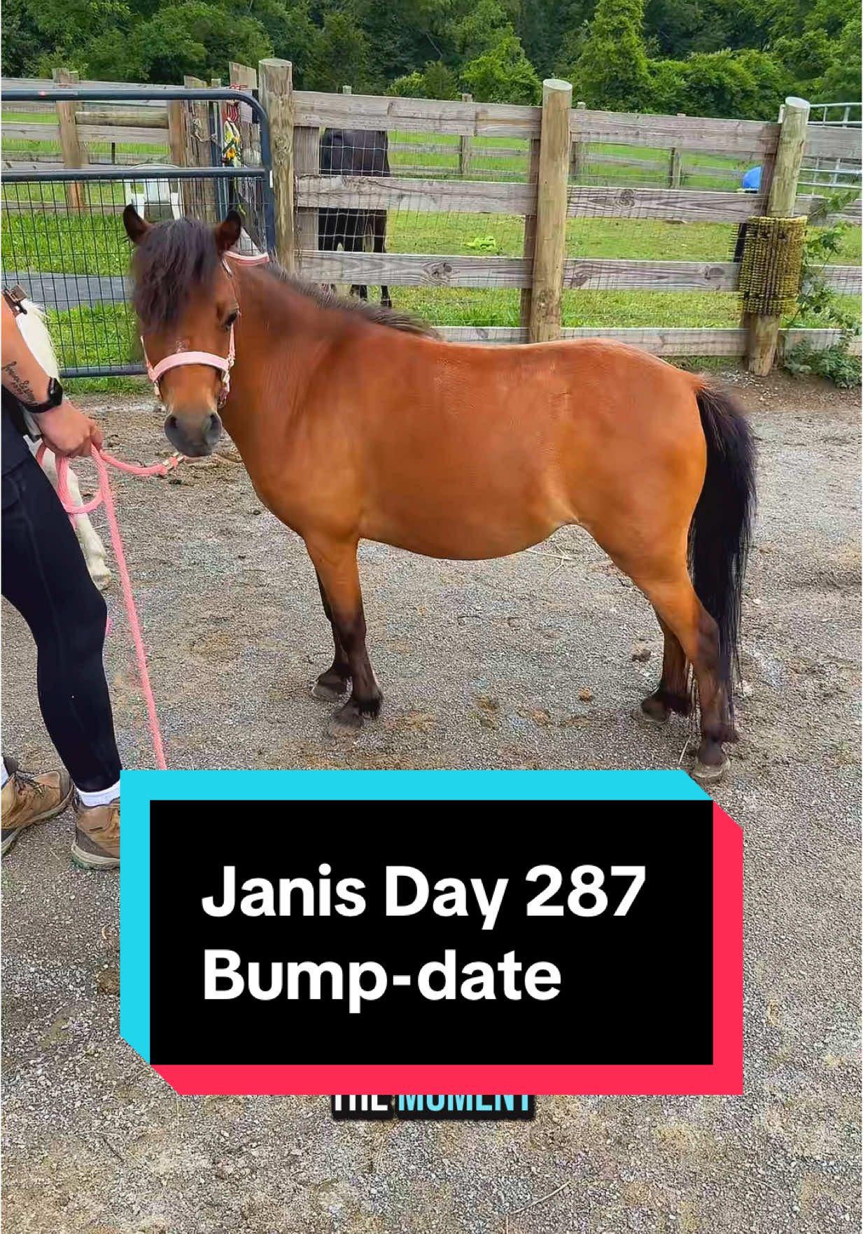 Janis’s 287 day Bump-date🐴💕 #minimare #minihorse #broodmare #foalingseason #minifoal 