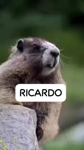 👋🏼 ¿Listo para el grito más épico del día? ¡Prepárate para escuchar a la marmota 🦫 más famosa de TikTok gritar 