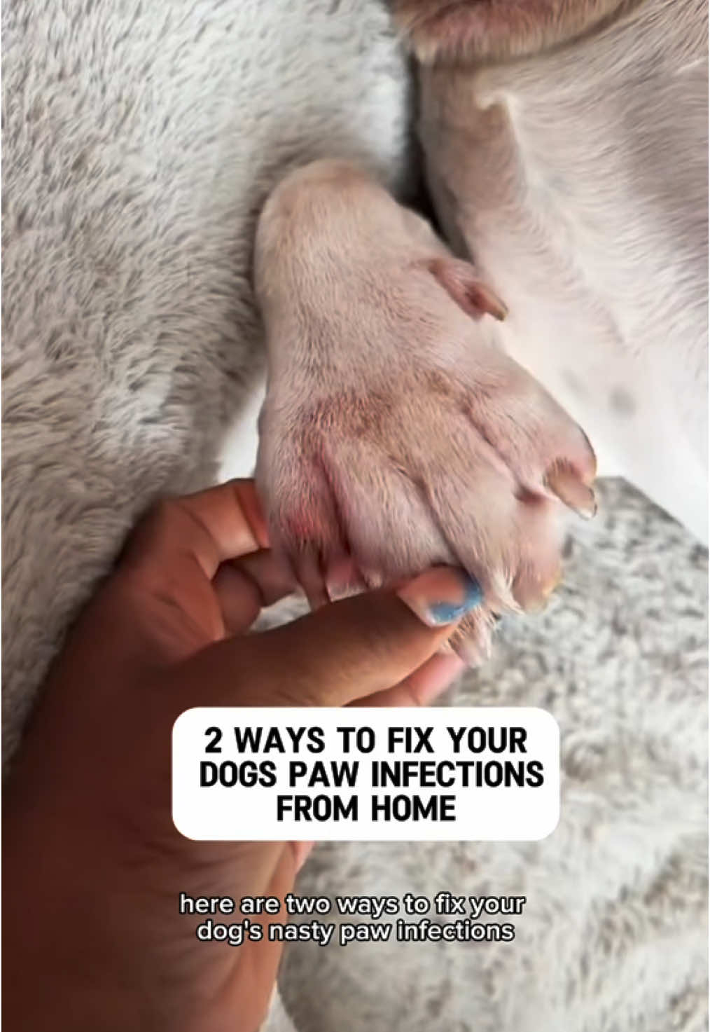 Easy DIY paw infection remedy 