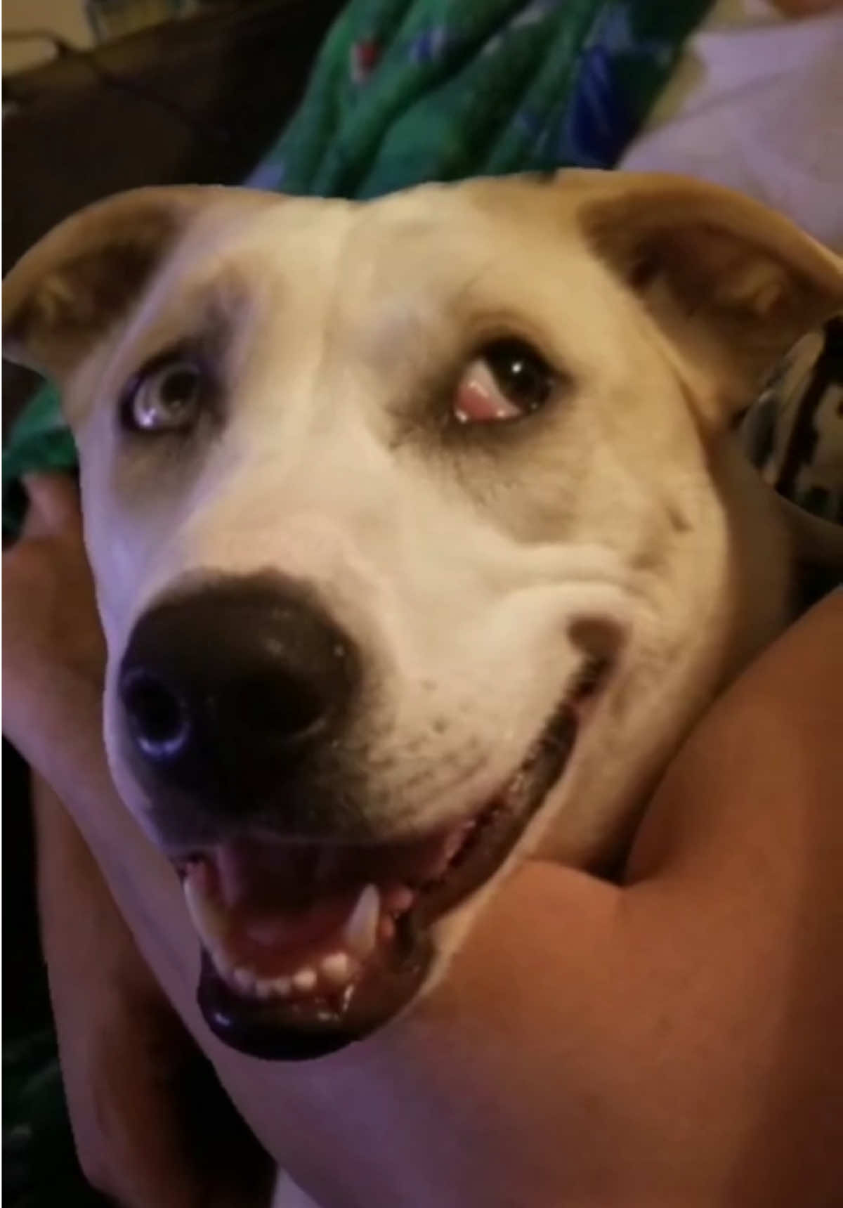 The faces of Luna 😍🥰💕🐶 #ilooklikethis #🐶 #hi #hello #hellotiktok #cute #cutedog #cuteanimals #dog #dogsoftiktok #dogs #doglover #dogmom #dogtok #doggo #happydoggo #cutedoggo #happydog #doglove #doglife #doglifestyle #dogfyp #fypdog #fy #foryou #fyp #foryoupage #foryourpage #fypシ #fypage #fypシ゚viral #fyppppppppppppppppppppppp #fypp #fypシ゚ #fypツ #fypdongggggggg 