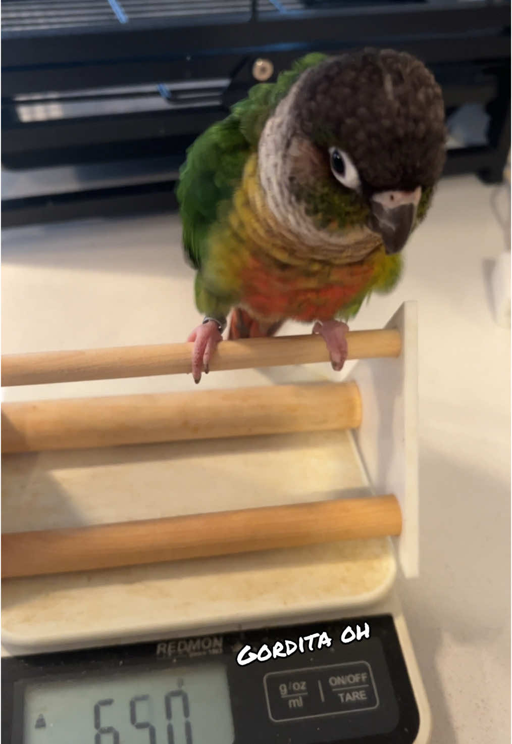 Time for a diet! 🤣 #g#greencheekconureg#greencheekedconurec#conurep#parrots#sillyanimalsc#cuteanimalsp#petss#sillys#spoiledt#toysc#contentc#contentcreatoru#ugcu#ugccreatoru#ugccontentcreatoru#ugccommunitya#allysonbriggsf#fleurseulef#funnyf#funnyanimals