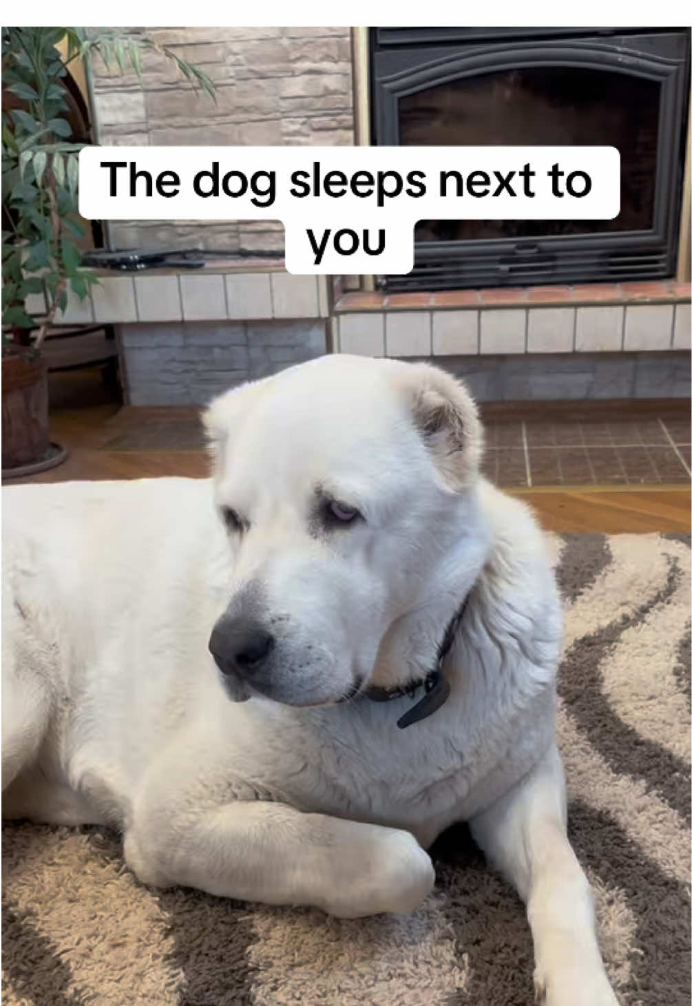 The dog sleeps next to you #dogs #doglove #doglovers 