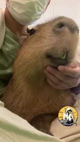 A smile is the secret to happiness😊 #capybara #carpincho #カピバラ #水豚 #カピ王国 #capyokoku #cute #animal #lindo #capybarasakura 