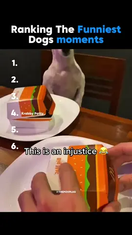 RANKING THE FUNNIEST DOGS MOMENTS🐶 #dogs #PetsOfTikTok #funny #ranking #comedy 