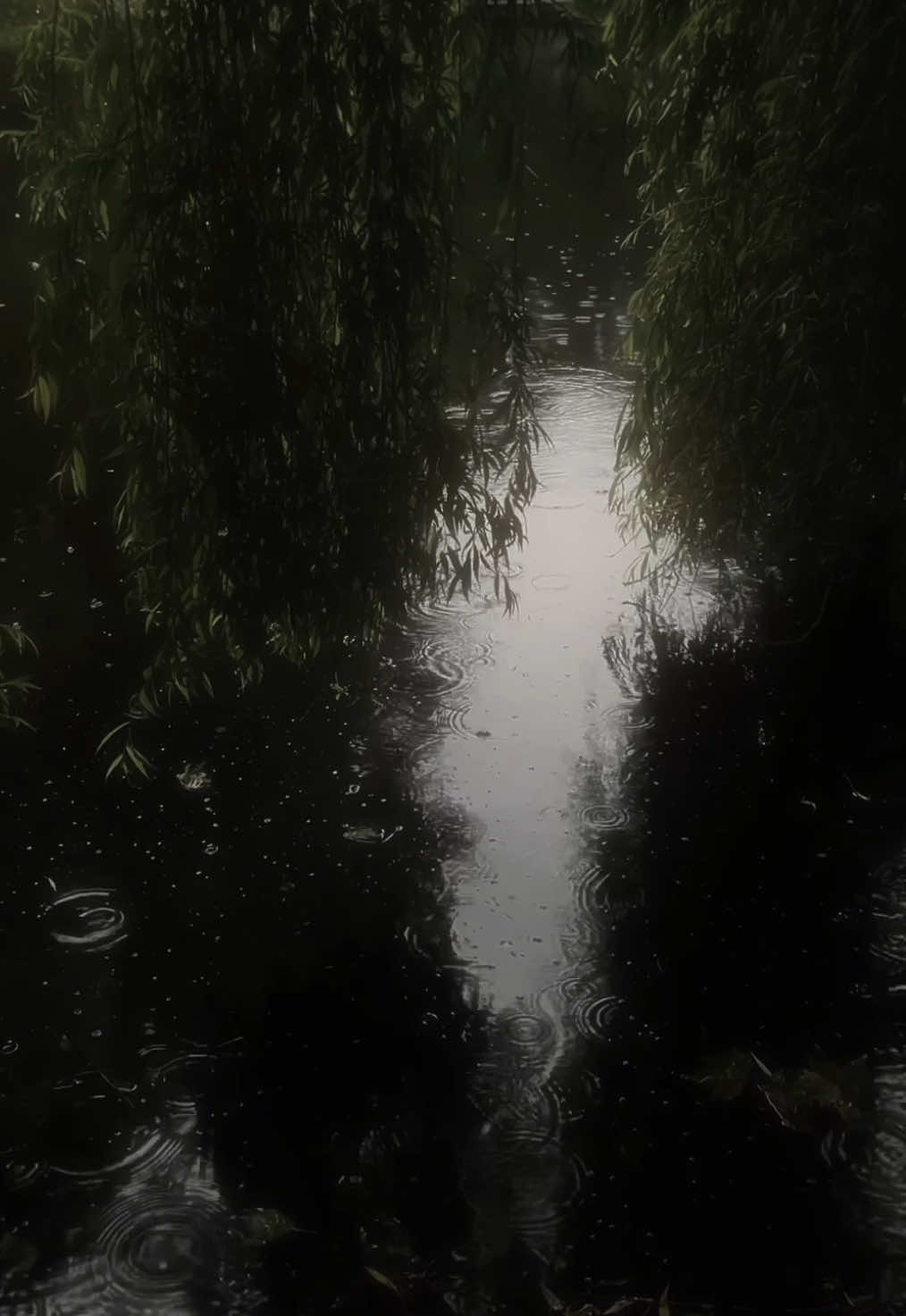 find me where the weeping willows are kissing the deep and dark water  #darkaesthetic #rain 