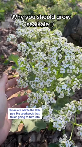 She’s not like other kales: She’s perennial, she’s beautiful, and she doesn’t give a damn about cabbage moths 🤘🌿 Sea kale stole my heart and won’t give it back :) #seakale #permaculture #resiliencegardening #rootingresilience #permaculturegarden #perennialgarden 