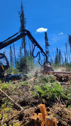 Ponsse Scorpion King with NEW H8 Active Speed Harvester Head in action  #ponsse #harvester  #forestryequipment #loggingvideos #forestrymachines #ponsseactivespeed 