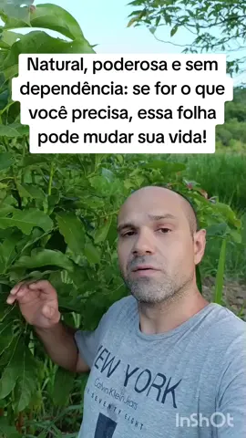 Natural, poderosa e sem dependência: se for o que você precisa, essa folha pode mudar sua vida!