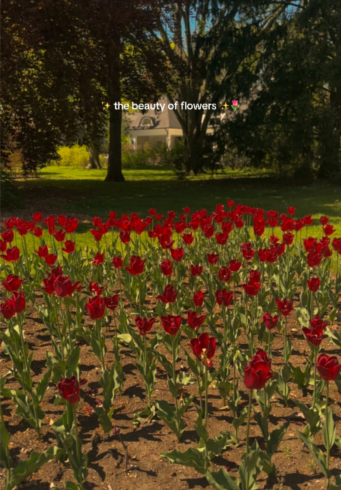 Save this trending sound & follow for nature vibes 🌿 + tips to grow your account 📈 ✨ #trendingsound2025 #flowerbeauty #growmyaccount✅ 