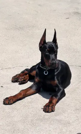 🚨Kratos🚨 Check out them ears!! 😮‍💨🔥💯  #europendoberman #doberman #blackandrustdoberman #puppy #dobermanpuppy #puppylove🐶 #earpostingdobermen #earpostingbreak #kratosundrdogkennels #undrdogkennels 