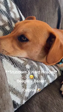 BAGEL!! 🐶 #fyp #fypシ #dogsoftiktok #doglover #dogmom #mydog #dogtok #hounddog #funnydog 