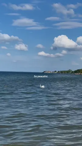 🦢🤍🌤️