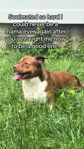 I wasn't a good enough mom to her, and I could never be a better mama to someone else after she deserved the best. (She's still alive, just gettin' older) #dogmom #dogs #fyp 