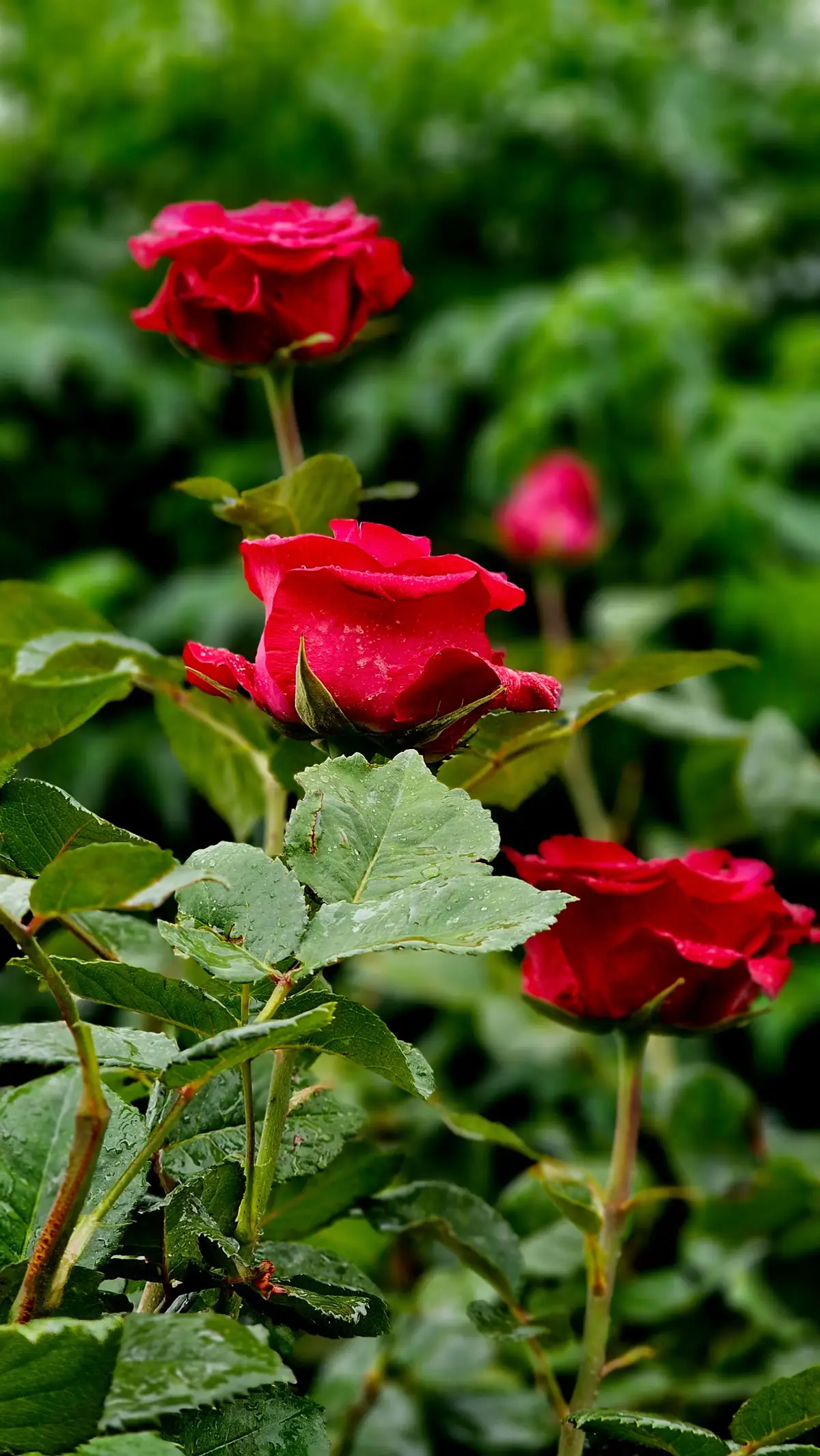 ره نگيته ره نگئ گولايه#foryou #foryou #foryoupage #harir❤️ 