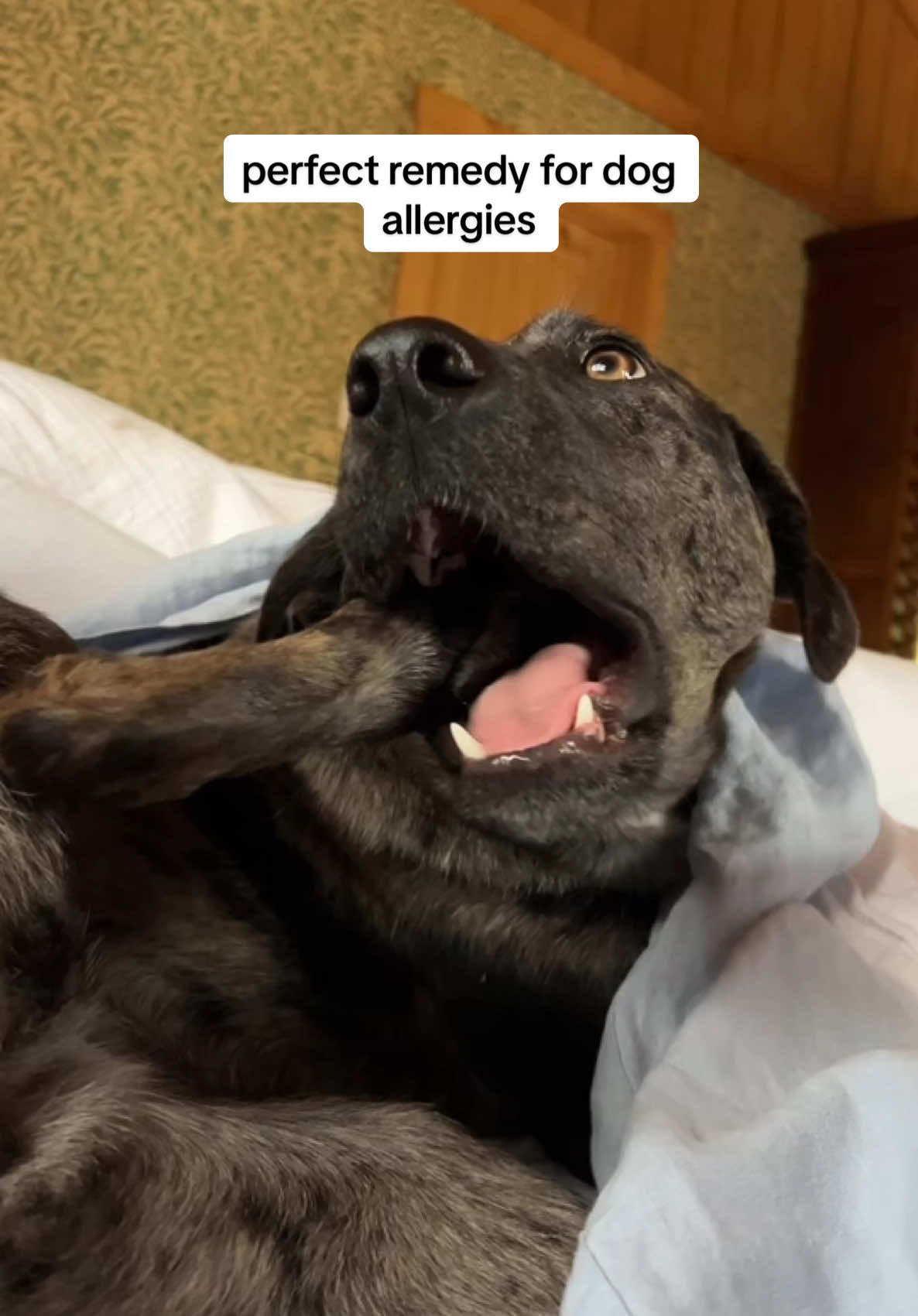 dealing with your dogs allergies is exhausting, both for your pup and for you. that’s why we worked with a board certified vet nutritionist to formulated the best remedy to help prevent your dogs allergic reactions.  check out our allergy chews 💚 #dogallergies #doghealth #dognutrition 