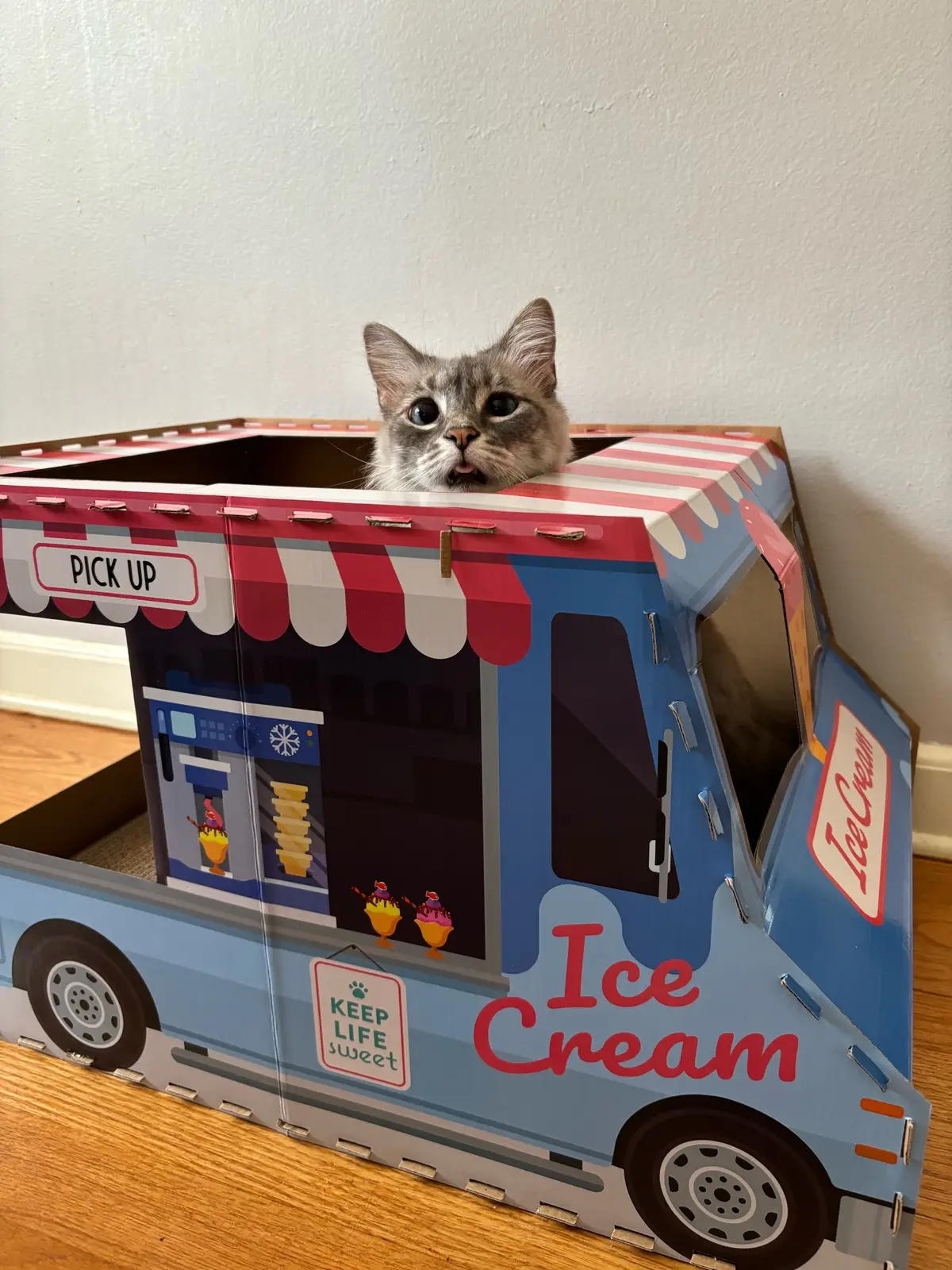 #beepbeep #kitty #catmom #coolcat #vroomvroom 