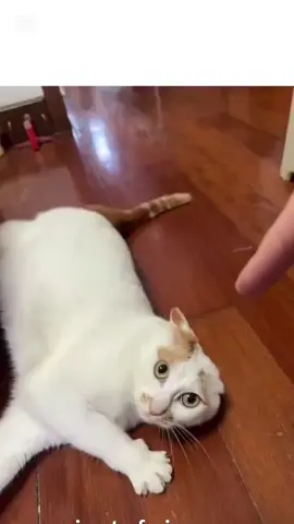 #viralvideos #foryoupage #day7 #gatito 