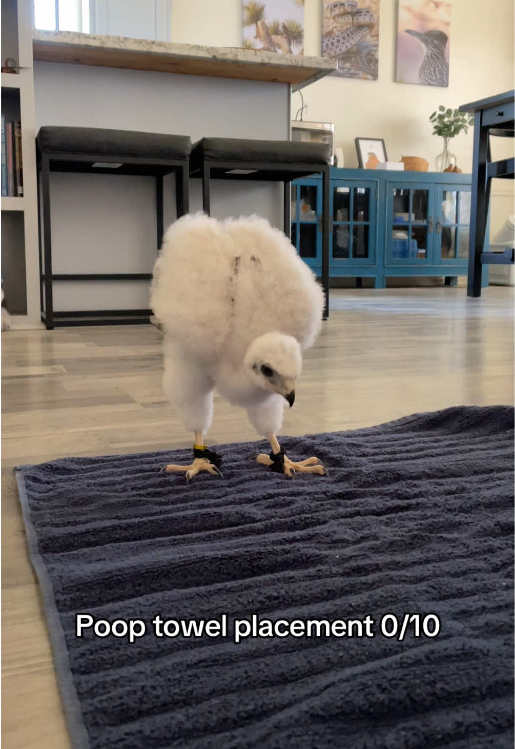 It is every baby bird’s mission to poop where you do not want them to. 😆 This fluffy baby goshawk sure has a lot of deposits to leave!  It’s amazing how fast they grow up.  #goshawk #babyhawk 