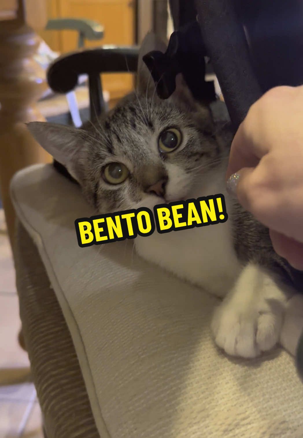 Our silly little fosteroo, Bento Bean 🩷 @Kitty Kat Haven & Rescue #catsoftiktok #fostercat #rescuecat 