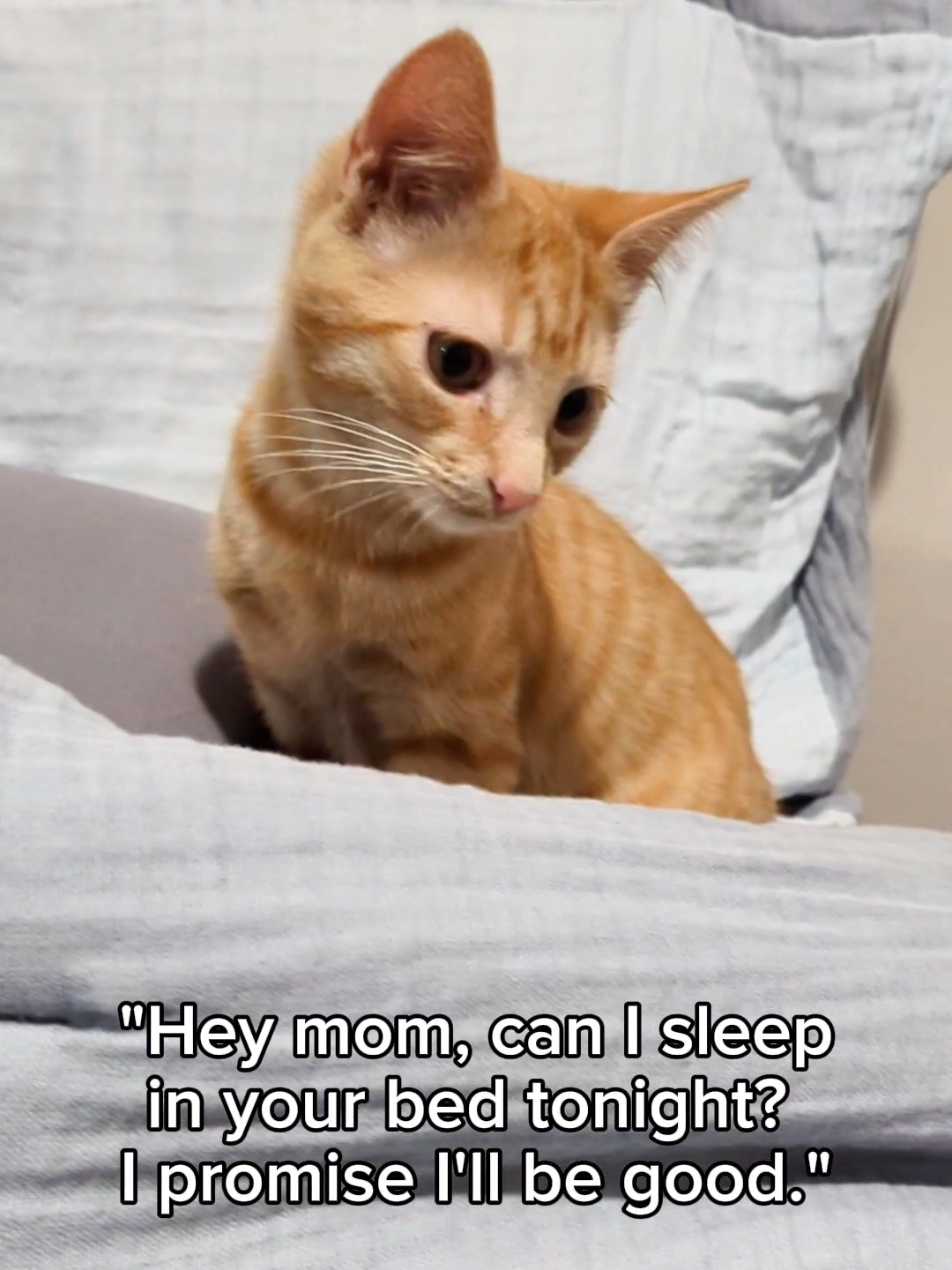 He was not good.  #orangecat #zoomies #cookiecat #petcamera #fyp #catmom #catsoftiktok #funnypets 