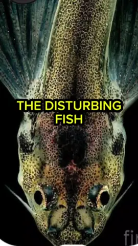 The Disturbing Fish - Candiru  #fyp #trending #animals #facts 