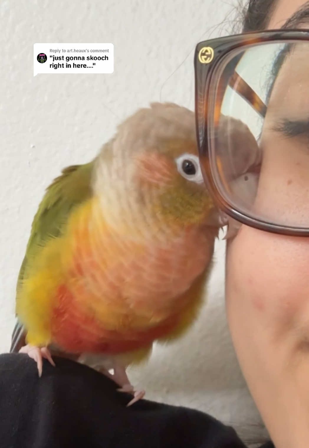 Replying to @art.heaux she scootches in my glasses & hey, I don’t mind 🥺🫶 #GreenCheekConure #BirdTok #Cute #Cuddly #prettylittlebaby #PiñaBird 