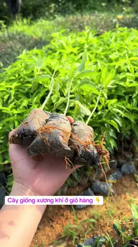 Cây giống xương khỉ - bìm bịp mang hàng trăm tác dụng tốt cho cơ thể #caygiong #xuongkhi #xuhuong 
