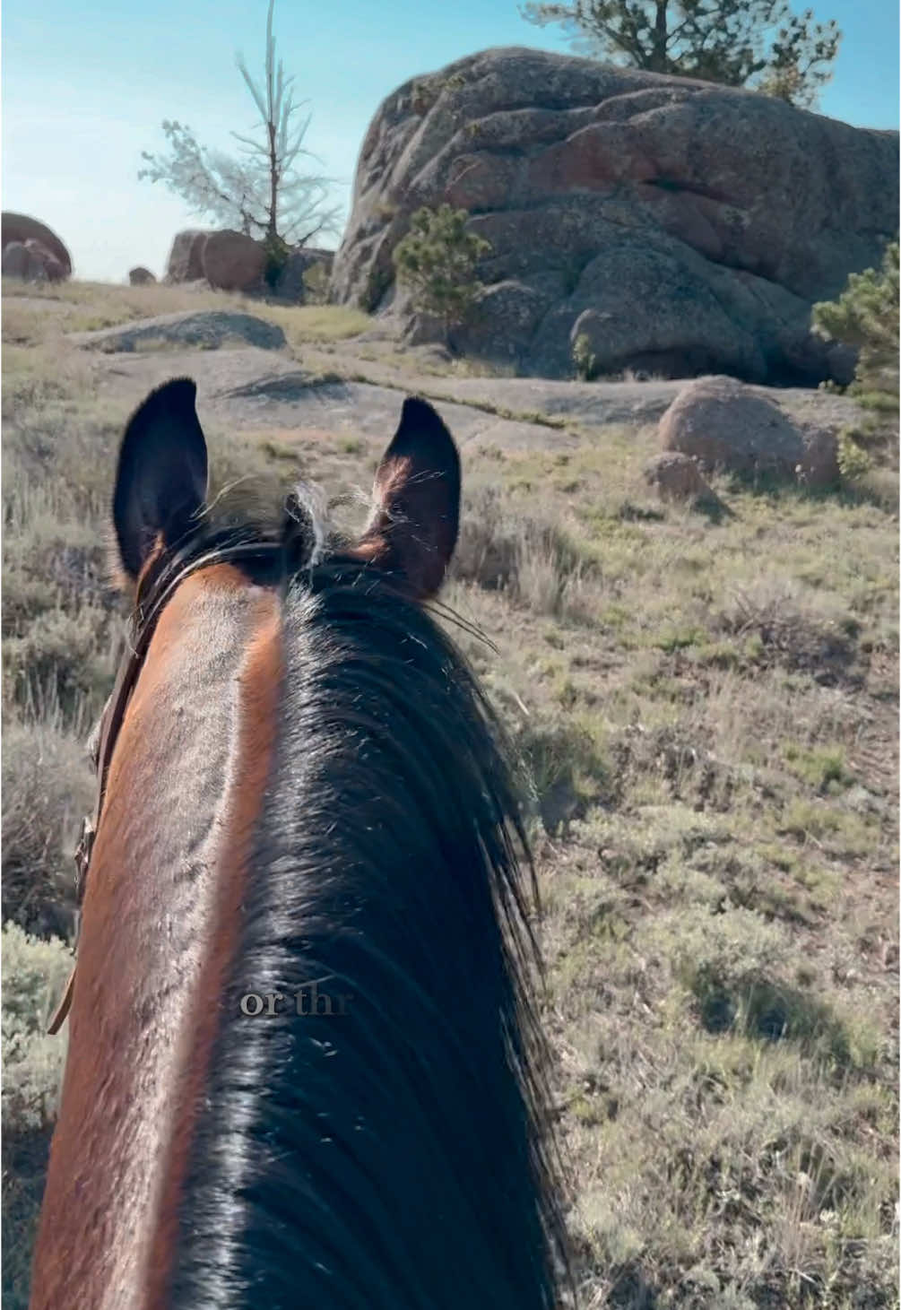 I've had times where I was so hurt I couldn't carry a 5-gallon bucket. Where I couldn't swing a leg over a horse, or carry the feed bag to the barn. So now, I always try to remember what a gift it is to find joy in the ordinary things. The little things. A full grain barrel of BUCKEYE Nutrition. Fresh hay in the field. Bending down to pick up twine. The blessings of caring for the things we love, and finding meaning in the daily tasks. #horses #horselife #poweredbybuckeye #horsetok #westernpoetry 