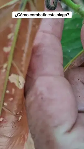 Cómo combatir el gusano medidor  #agricultura #cacao #viraltiktokvideo 