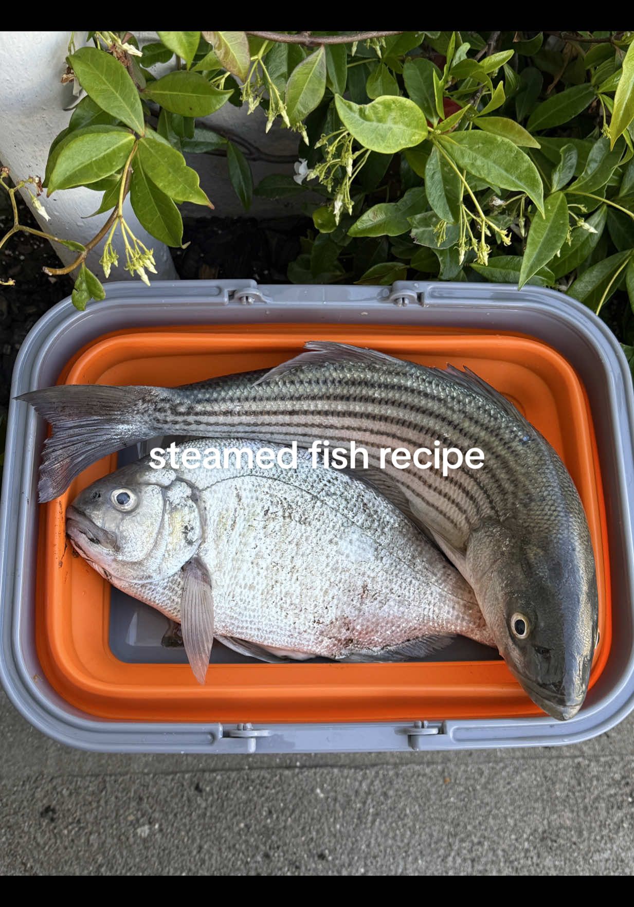Replying to @Talia is this the best way to eat stripped bass?? my parents think so 🙆🏻‍♀️🫶🎣 #stripedbass #catchandcook #chineserecipes 