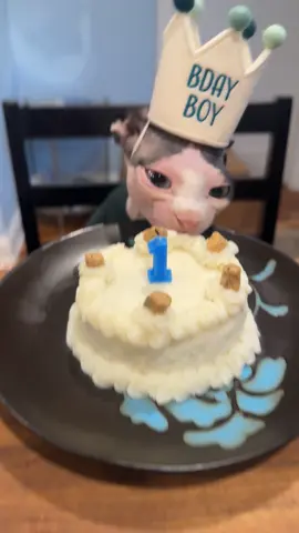 #sphynx #bdayboy #chickendinner 