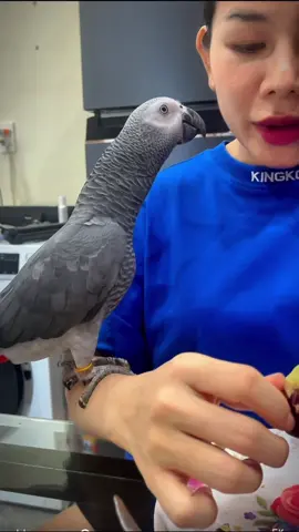 Ken nịnh để được ăn #xuhuong #vetxamchauphi #vet #vetxamtenken 